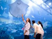 Dubai Aquarium & Underwater Zoo at Dubai Mall